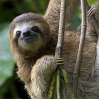 Lesson 1: Design Thinking Mystery: A Stranded Sloth!