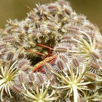 Lesson 3: Engineer: Engineer a Solution to a Human Problem Using Biomimicry