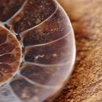 Lesson 2: Make:  Use Evidence from Plant and Animal Fossils to Prove Tectonic Plate Motion