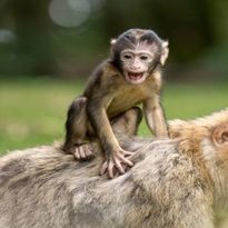 Lesson 2: Make: Debate: Is it Nature or Nurture?